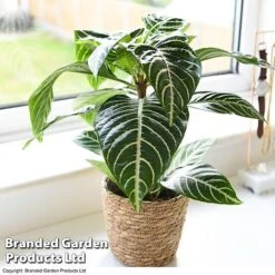 Aphelandra Squarrosa -Green Haven Shop APHE SQUARROSA T39562