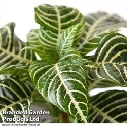 Aphelandra Squarrosa -Green Haven Shop APHE SQUARROSA T39565