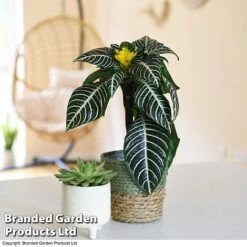 Aphelandra Squarrosa -Green Haven Shop APHE SQUARROSA T41681