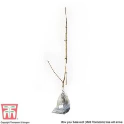 Apple 'Bramley's Seedling' -Green Haven Shop APPL CWW3229 C