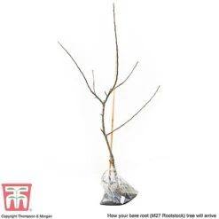 Apple 'Bramley's Seedling' -Green Haven Shop APPL CWW3229 D