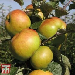 Apple 'Bramley's Seedling' -Green Haven Shop APPL CWW3229 E