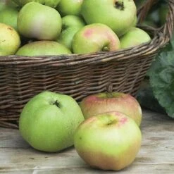 Apple 'Bramley's Seedling' -Green Haven Shop APPL CWW3229 NOW1