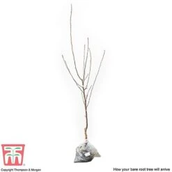 Apple 'Cox's Orange Pippin' 5 Apple 'Cox's Orange Pippin' -Green Haven Shop APPL CWW3231 C