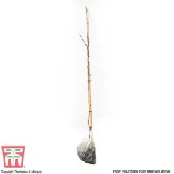 Crab Apple 'Red Sentinel' -Green Haven Shop APPL CWW3254 C