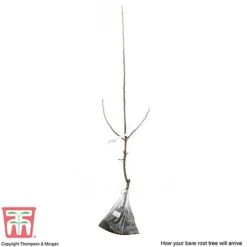 Crab Apple 'John Downie' -Green Haven Shop APPL CWW3373 C