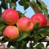 Apple 'Red Falstaff'