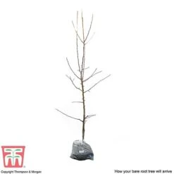 Apple 'Red Falstaff' -Green Haven Shop APPL DWW3657 D