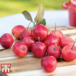 Apple 'Appletini' -Green Haven Shop APPL KA9401 C