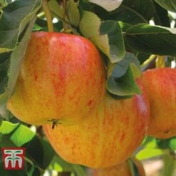 Fruit Tree Collection (Mini Fruit Tree) -Green Haven Shop APPL T10394 A h1