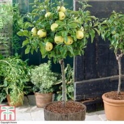 Apple 'Golden Delicious' (Mini Fruit Tree)