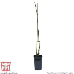 Apple 'Golden Delicious' (Mini Fruit Tree) -Green Haven Shop APPL T10395 B