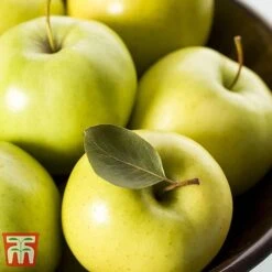 Apple 'Golden Delicious' (Mini Fruit Tree) -Green Haven Shop APPL T10395 B1