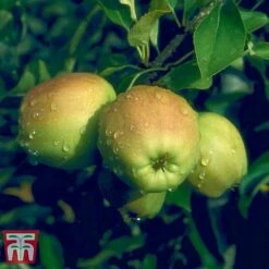 Apple 'Golden Delicious' (Mini Fruit Tree) -Green Haven Shop APPL T10395 D
