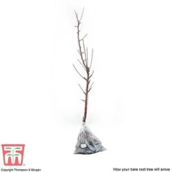 Apple 'James Grieve' -Green Haven Shop APPL T14131 D