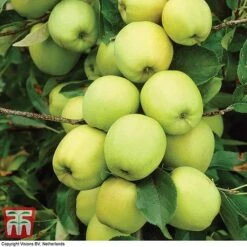 Apple 'Golden Delicious' -Green Haven Shop APPL TKA0855 A1