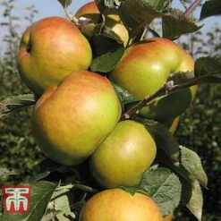 Apple 'Bramley 20'