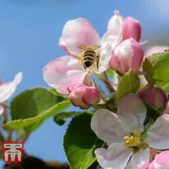 Apple 'Blenheim Orange' -Green Haven Shop APPL TKA1817 D