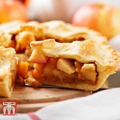 Apple 'Blenheim Orange' -Green Haven Shop APPL TKA1817 E