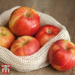 Apple 'Gala' -Green Haven Shop APPL TKA1831 D