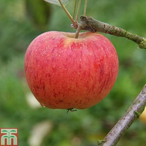 Apple 'Paradice Gold' 2 Apple 'Paradice Gold' - Image 2