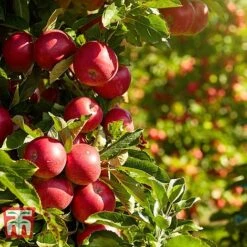 Apple 'Paradice Gold'