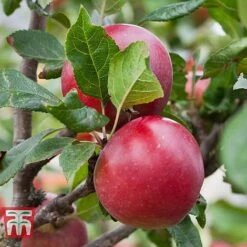 Apple 'Red Devil' 7 Apple 'Red Devil' -Green Haven Shop APPL TKA1861 B