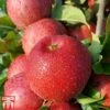 Apple 'Red Windsor'