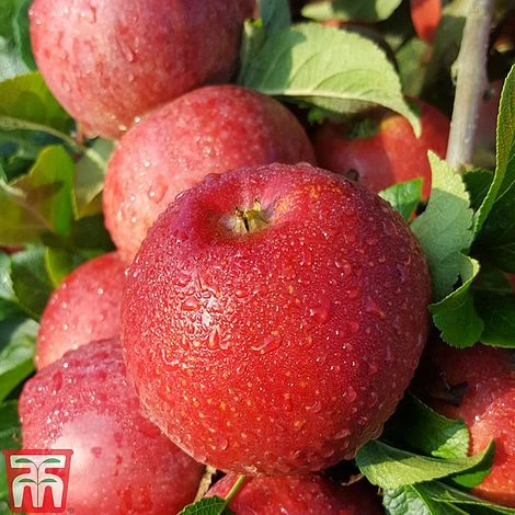 Apple 'Red Windsor' 1 Apple 'Red Windsor'