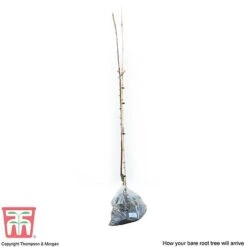 Apple 'Spartan' -Green Haven Shop APPl T71127 D