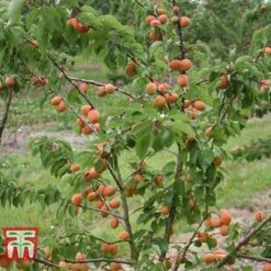 Apricot 'Flavorcot'® 6 Apricot 'Flavorcot'® -Green Haven Shop APRI CWW3222 B