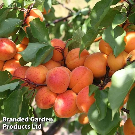 Apricot 'Flavorcot'® 1 Apricot 'Flavorcot'®
