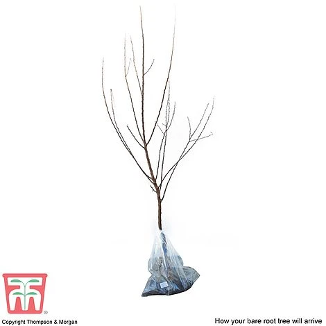 Apricot 'Flavorcot'® 4 Apricot 'Flavorcot'® - Image 4