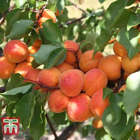 Apricot 'Tomcot' 1 Apricot 'Tomcot'