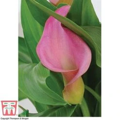 Arum Lily (Pink) (House Plant) -Green Haven Shop ARUM TKA2961 C
