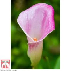 Arum Lily (Pink) (House Plant) -Green Haven Shop ARUM TKA2961 D