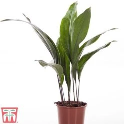 Aspidistra Elatior -Green Haven Shop ASPI TKA2850 A