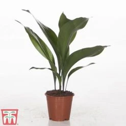 Aspidistra Elatior -Green Haven Shop ASPI TKA2850 B