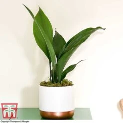 Aspidistra Elatior -Green Haven Shop ASPI TKA2850 G