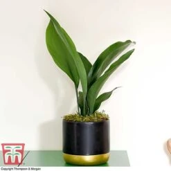 Aspidistra Elatior -Green Haven Shop ASPI TKA2850 H
