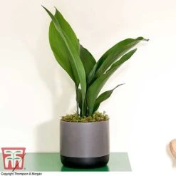 Aspidistra Elatior -Green Haven Shop ASPI TKA2850 J