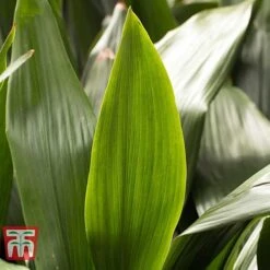 Aspidistra Elatior -Green Haven Shop ASPI TKA2850 L