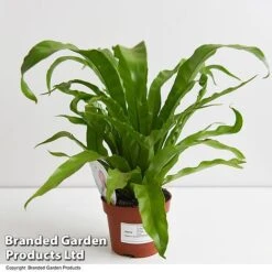 Asplenium Antiquum -Green Haven Shop ASPL ANTIQ11CM T47370