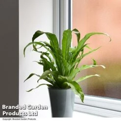 Asplenium Antiquum -Green Haven Shop ASPL ANTIQUUM T47376