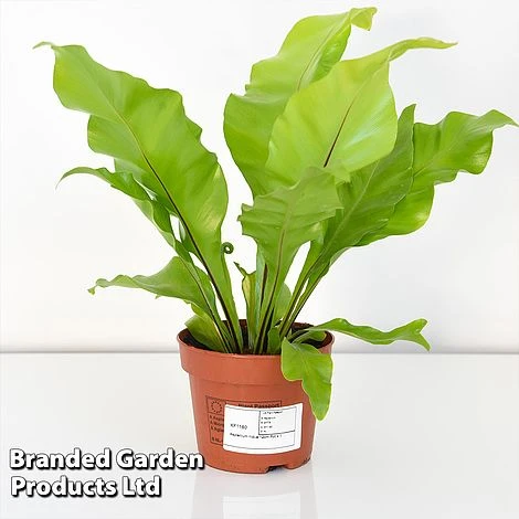 Asplenium Nidus 4 Asplenium Nidus - Image 4