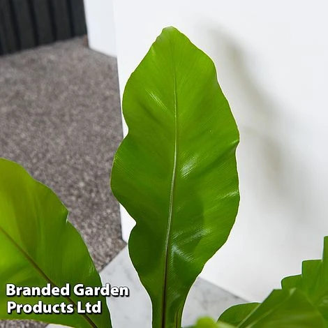 Asplenium Nidus 2 Asplenium Nidus - Image 2