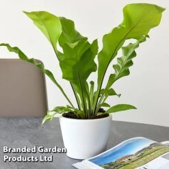 Asplenium Nidus 7 Asplenium Nidus -Green Haven Shop ASPL NIDUS T44490