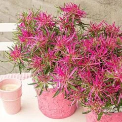 Azalea 'Starstyle Pink' -Green Haven Shop AZAL WKC8105 NOW2