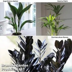 Almost Unkillable Houseplant Mixed Pot Collection -Green Haven Shop Almost Unkillable Hp Mix Pot Coll WKF11021