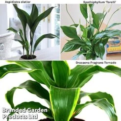 Almost Unkillable Houseplant Collection 9 Almost Unkillable Houseplant Collection -Green Haven Shop Almost20Unkillable20House20Plant20Collection WKF1101